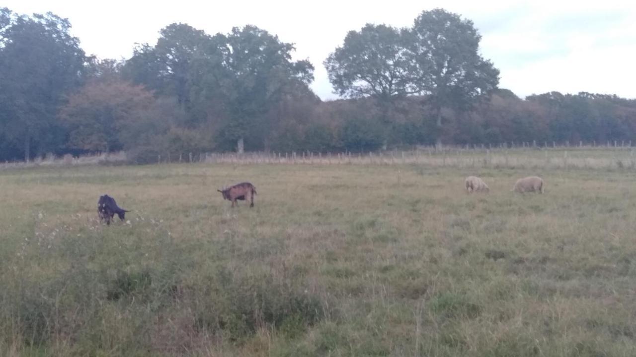 Grande Maison De Plain Pied Avec Jardin Arbore. Champignelles Buitenkant foto